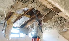  , USA Mold Remediation Pros